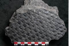 Foto (Detailansicht) von Lepidodendron sp.  (NHMW-GEO-2024-0188-11027)